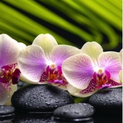 Aromatherapy Collection