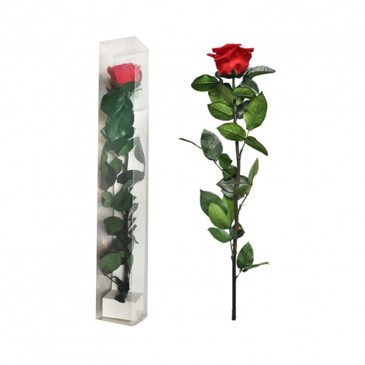 Single Ecuadorian Preserved Rose Stemmed
